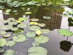 -陈家山荷花公园