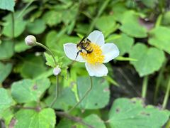 -西岭雪山大飞水景区