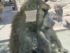 -新疆天山野生动物园