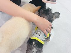 -柴犬小屋·柴餐厅·狗咖食堂(金鼎广场店)