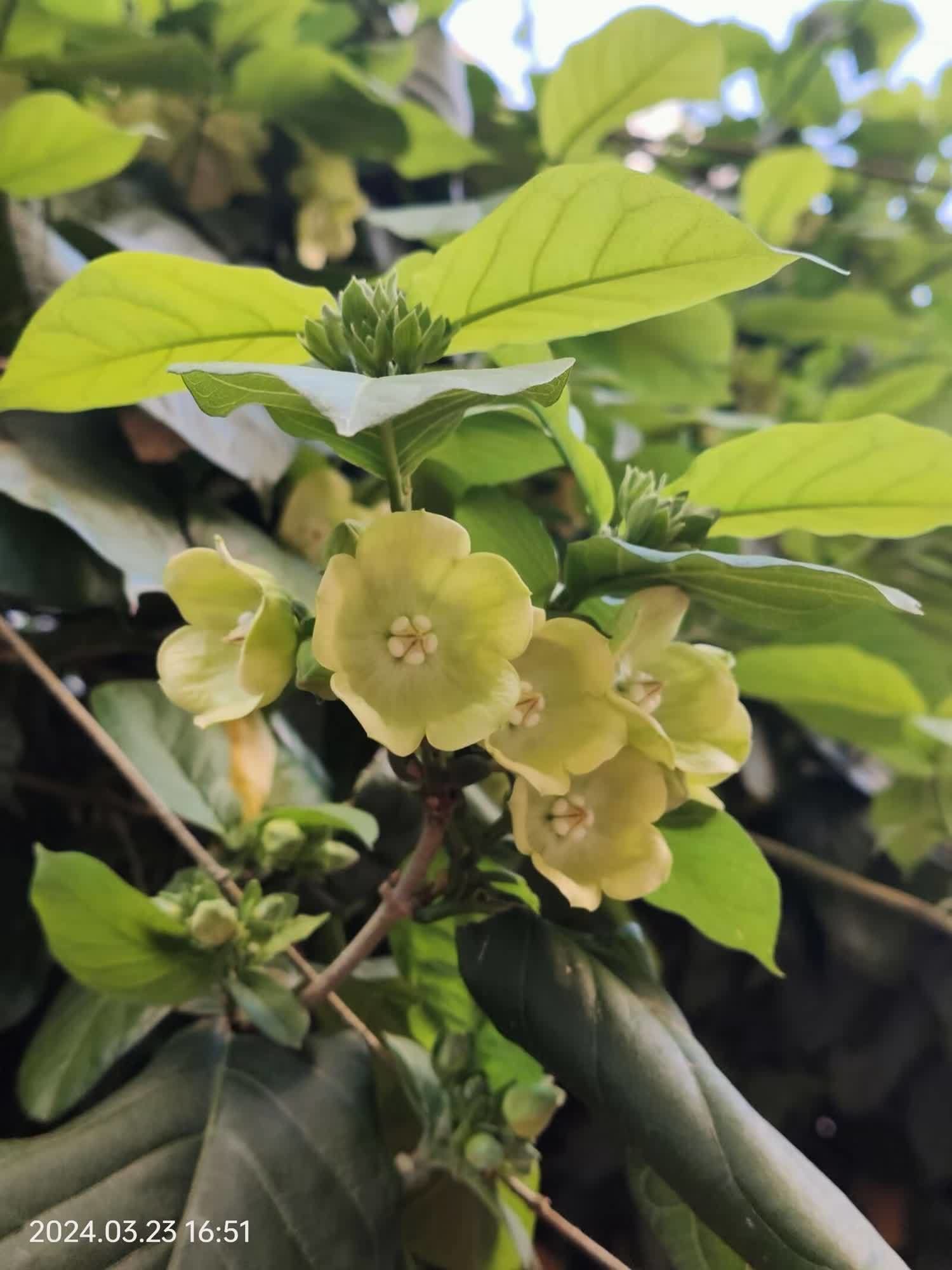 生机勃勃的大纽子花