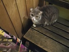-猫色咖啡·猫咖