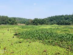 -南宁良凤江国家森林公园