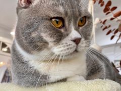 -共舞时光猫咖·狗咖(新街口店)