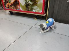 -十里铺铁板鱿鱼