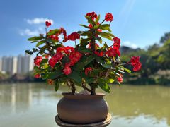 -曼听御花园