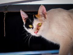 -北京市陈经纶中学