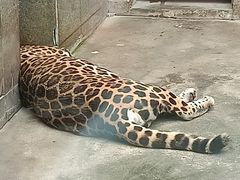 -西安秦岭野生动物园