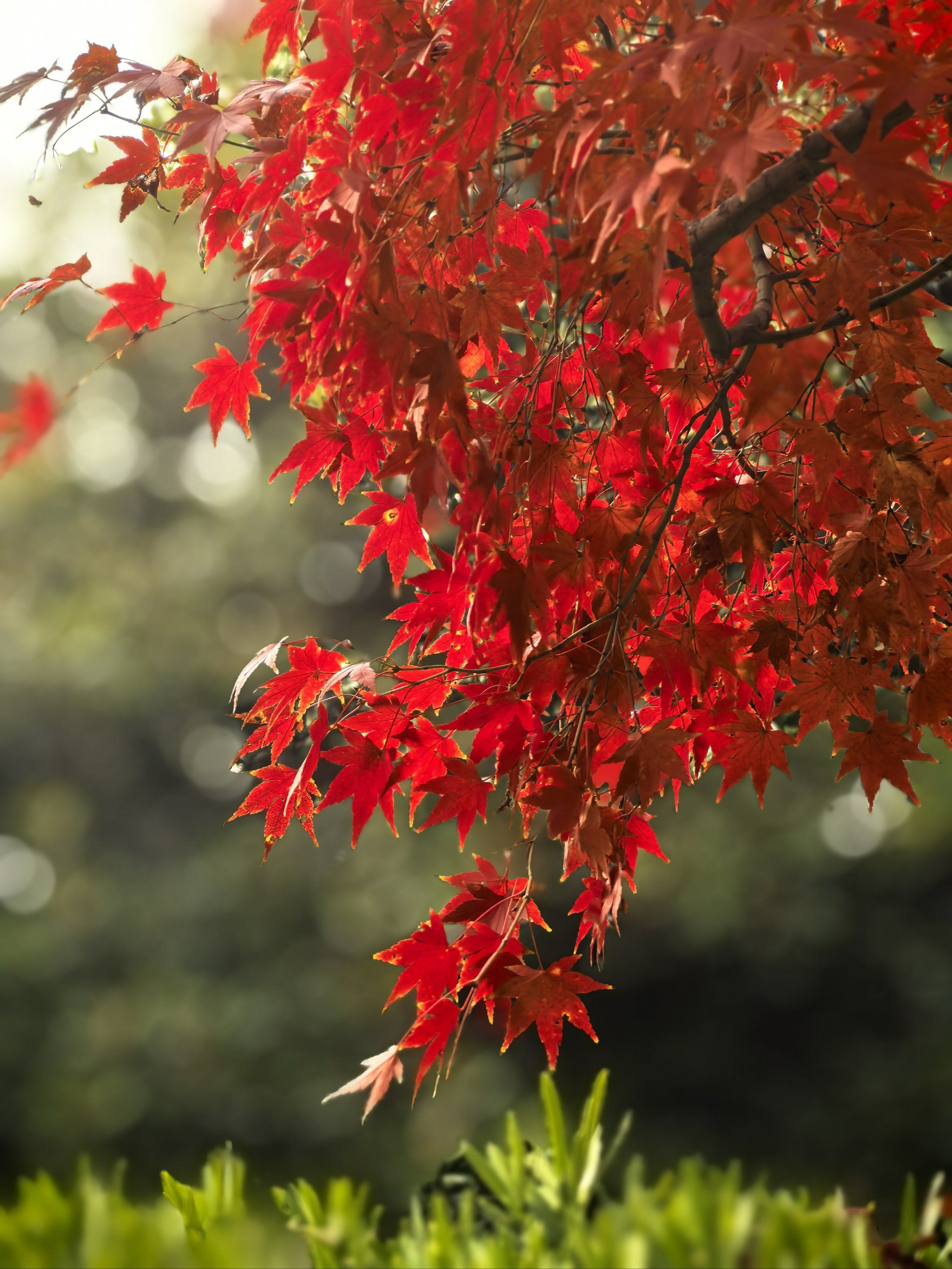 12月上旬🍁桂林公园的冬日枫叶