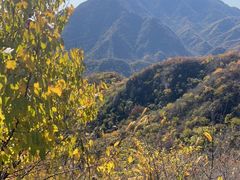-大岭沟猕猴桃谷风景区