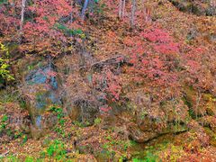 -五营红松林海景区
