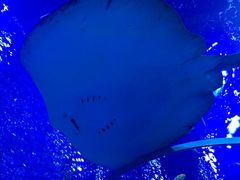 -芜湖新华联大白鲸海洋公园