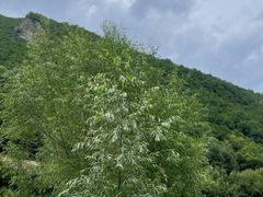 -官滩沟风景区