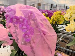 -龙大花卉苗木市场