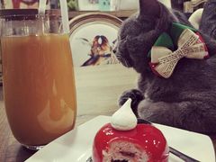 -共舞时光猫咖·狗咖(新街口店)
