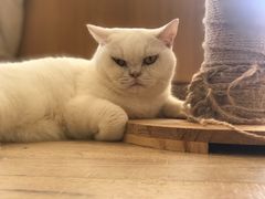 -CAT’S MEWSTAR CAFE·喵星球猫屋(晴湾咖啡店)