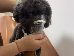 -申普宠物医院·眼科·心内科·影像科(普陀分院)