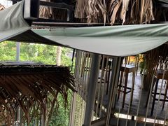 -Rainforest