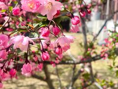 -莫愁湖公园