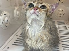 -车接车送·寄养洗护·德文猫舍(大宁店)