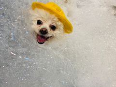 -PETKIT 小佩宠物·低压洗护·美容·寄养(安远店)