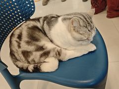 -平行世界·猫咖(首经贸店)