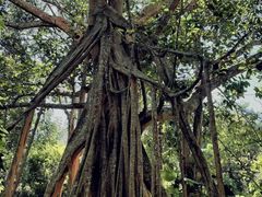 -中国科学院西双版纳热带植物园