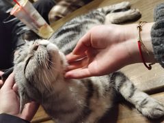 -猫猫幼稚园·撸猫·桌游·电玩