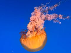 -太平洋海底世界