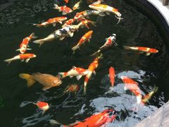 锦鲤-华庭苑农家乐(旺山店)