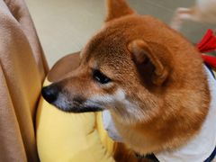 -逗柴咖啡屋·狗咖猫咖宠物桌游