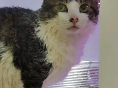 -佳雯宠物医院(四明中路分院)