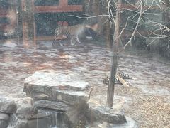 -上海野生动物园老虎餐厅