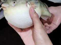 -肆月河豚·新淮扬(金融街店)