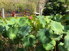 -渭南桃花源民俗文化园