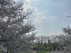 -武汉大学-樱园