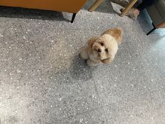 -小呆的宠物店·宠物售卖·宠物寄养(城西店)
