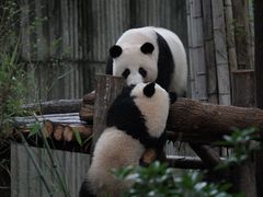 -成都大熊猫繁育研究基地