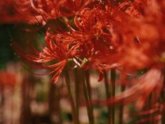 -南京奥林匹克体育中心-体育馆