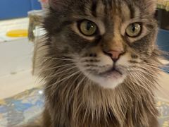-平行世界·猫咖(首经贸店)