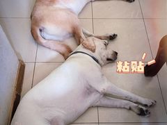 -汪小喵宠物·戴维斯乐芳希施宠馨宝皮毛调理洗护店