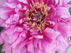 -高记清香园绝味不翻汤