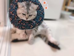 -艾贝尔宠物医院·24H转诊中心·肿瘤猫专科(江宁双龙店)