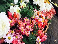 &nbsp;菊花展-汇龙潭