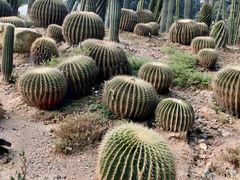 -深圳仙湖植物园-停车场