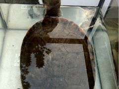 -本溪路花鸟市场(江浦路1709弄小区店)