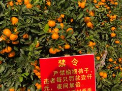 -涌泉保岛蜜桔