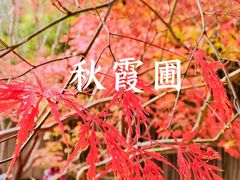 -秋霞圃