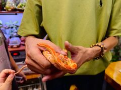 -吉丁鸟咖·异宠·寄养