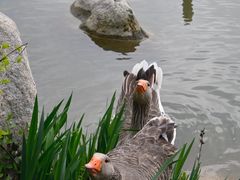 -荷兰花海
